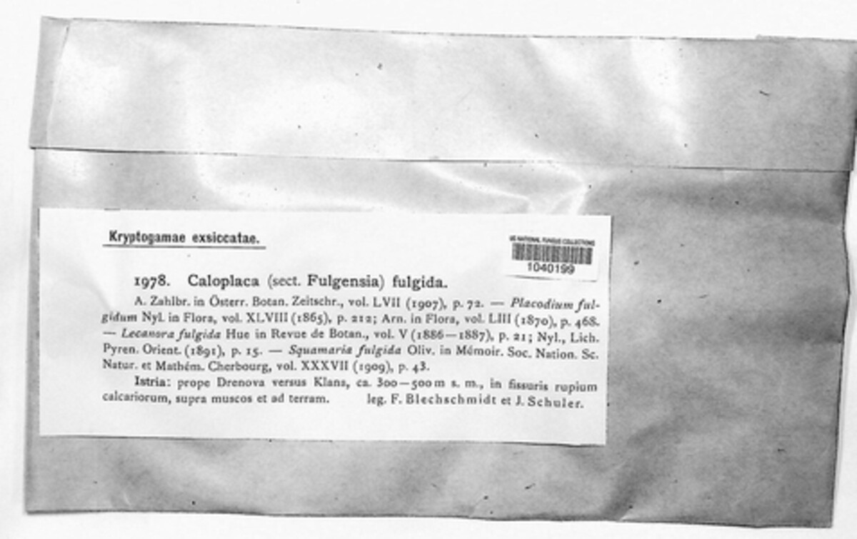 Caloplaca fulgida image